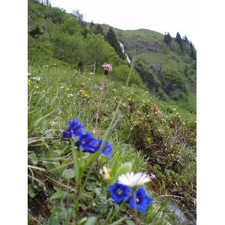 Martin 2 Alpenrose * Sonthofen